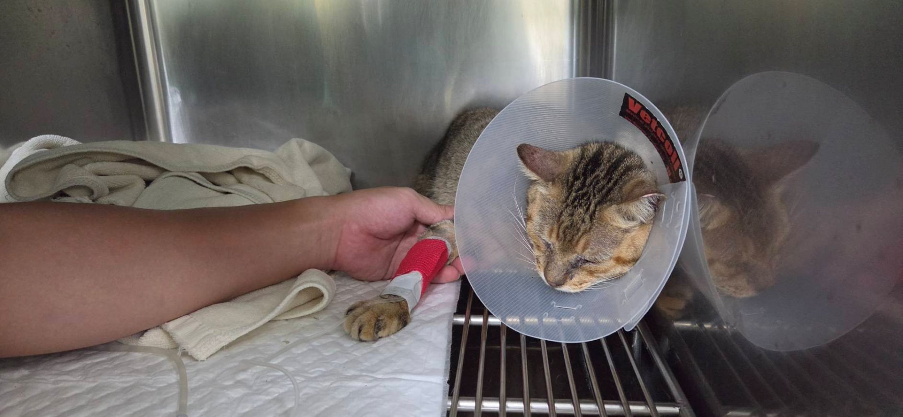飼主應尋求合法動物醫院，以維護動物醫療品質。
