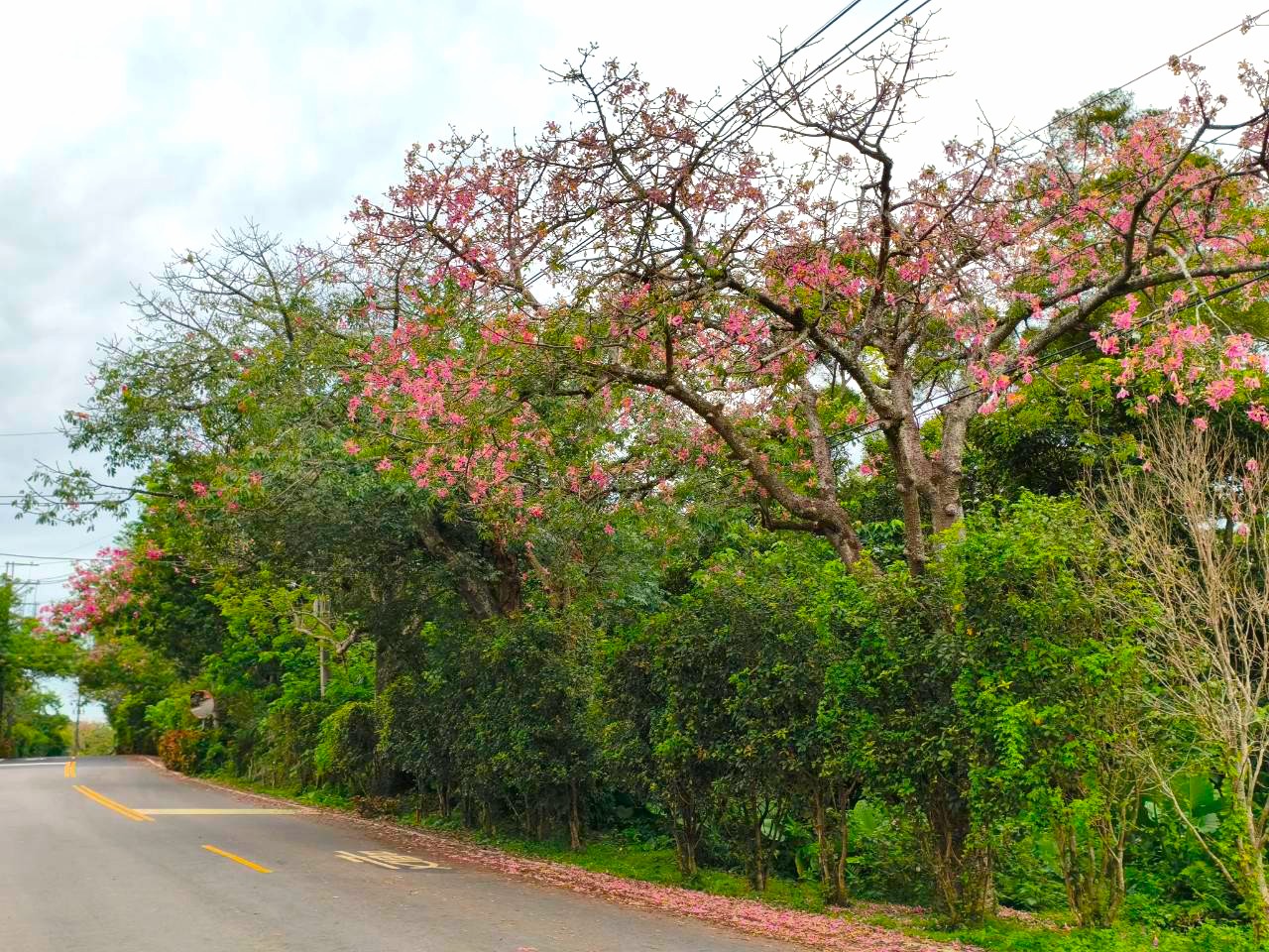 淡水圭柔山路美人樹進入花季，視氣候狀況賞花期約可到10月底
