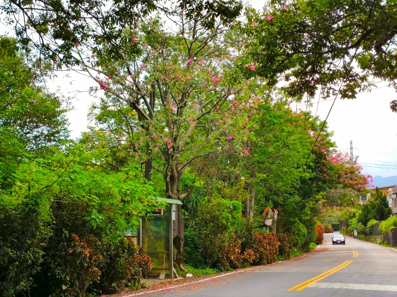 淡水奎柔山路（北8鄉道）是新北市淡水區與三芝區交界處著名的景觀鄉道，以秋季盛開的美人樹聞名
