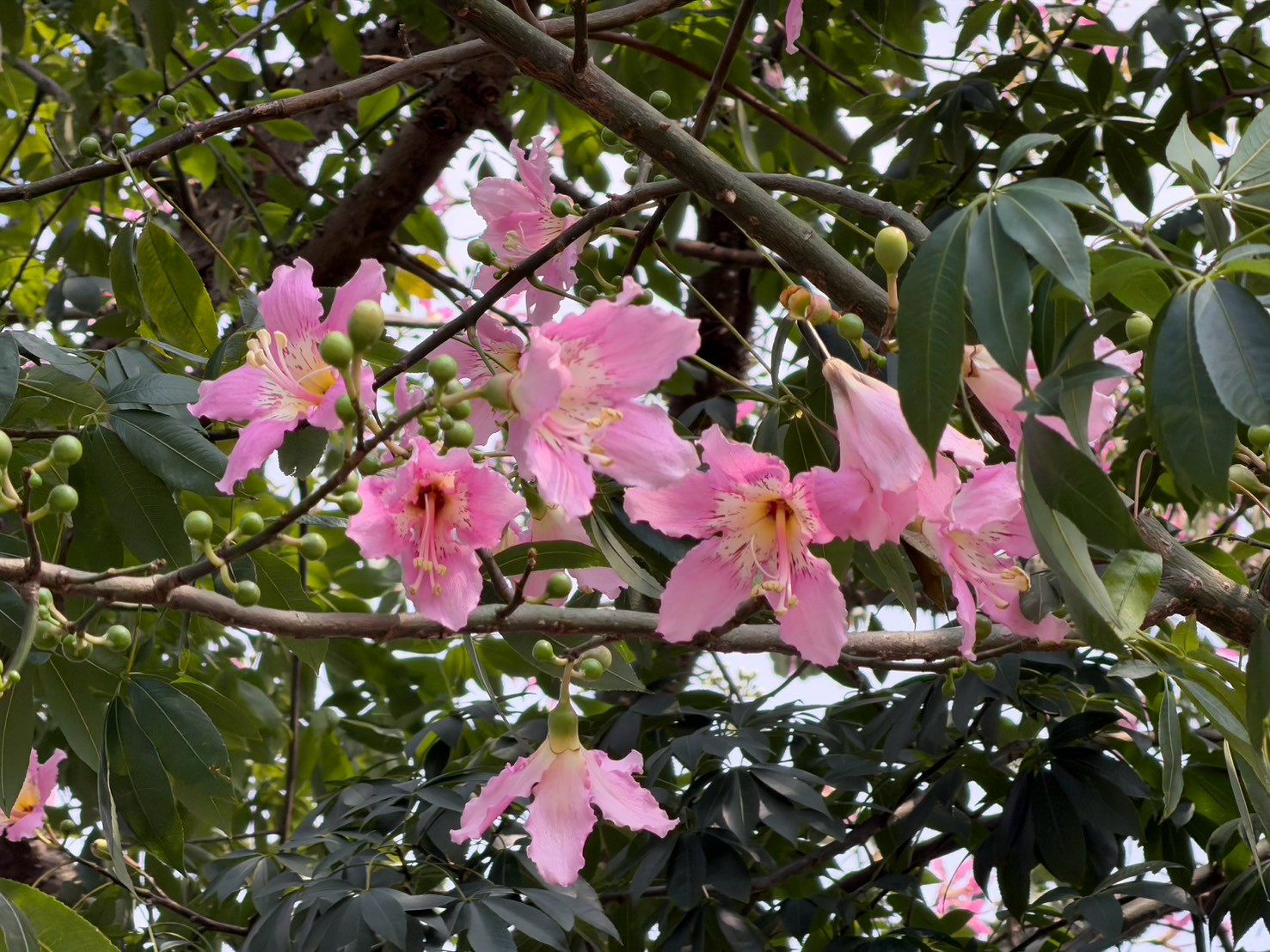 三峽河右岸美粉色人樹花朵綻放