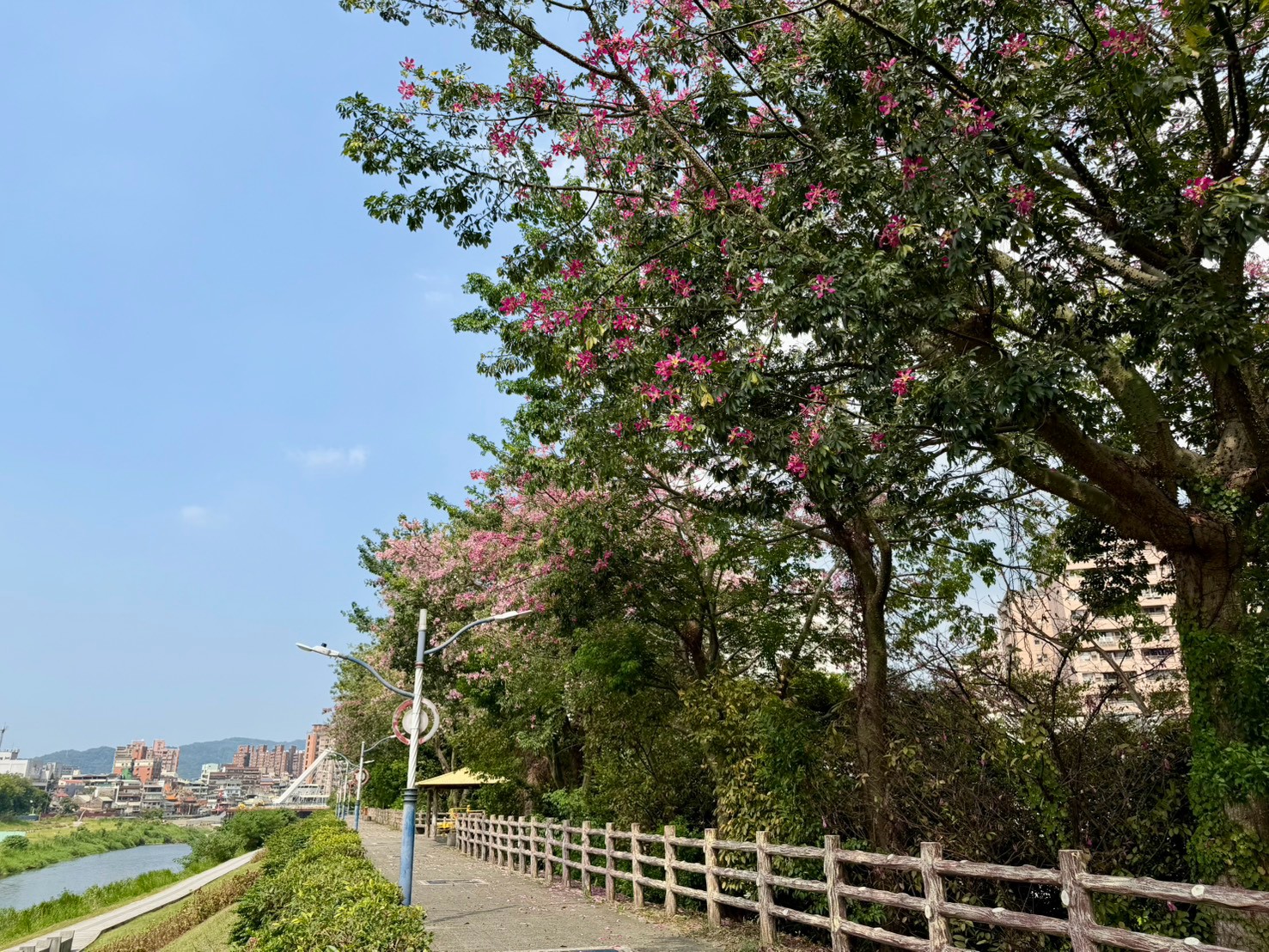 三峽河右岸堤防美人花花季時紅粉交錯美不勝收