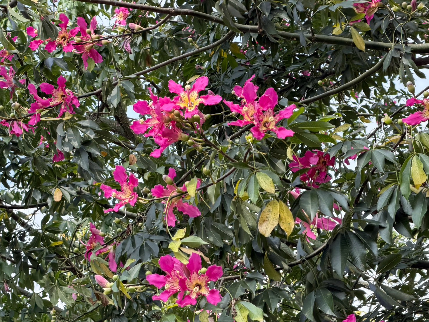 三峽河右岸豔紅色美人樹花朵綻放