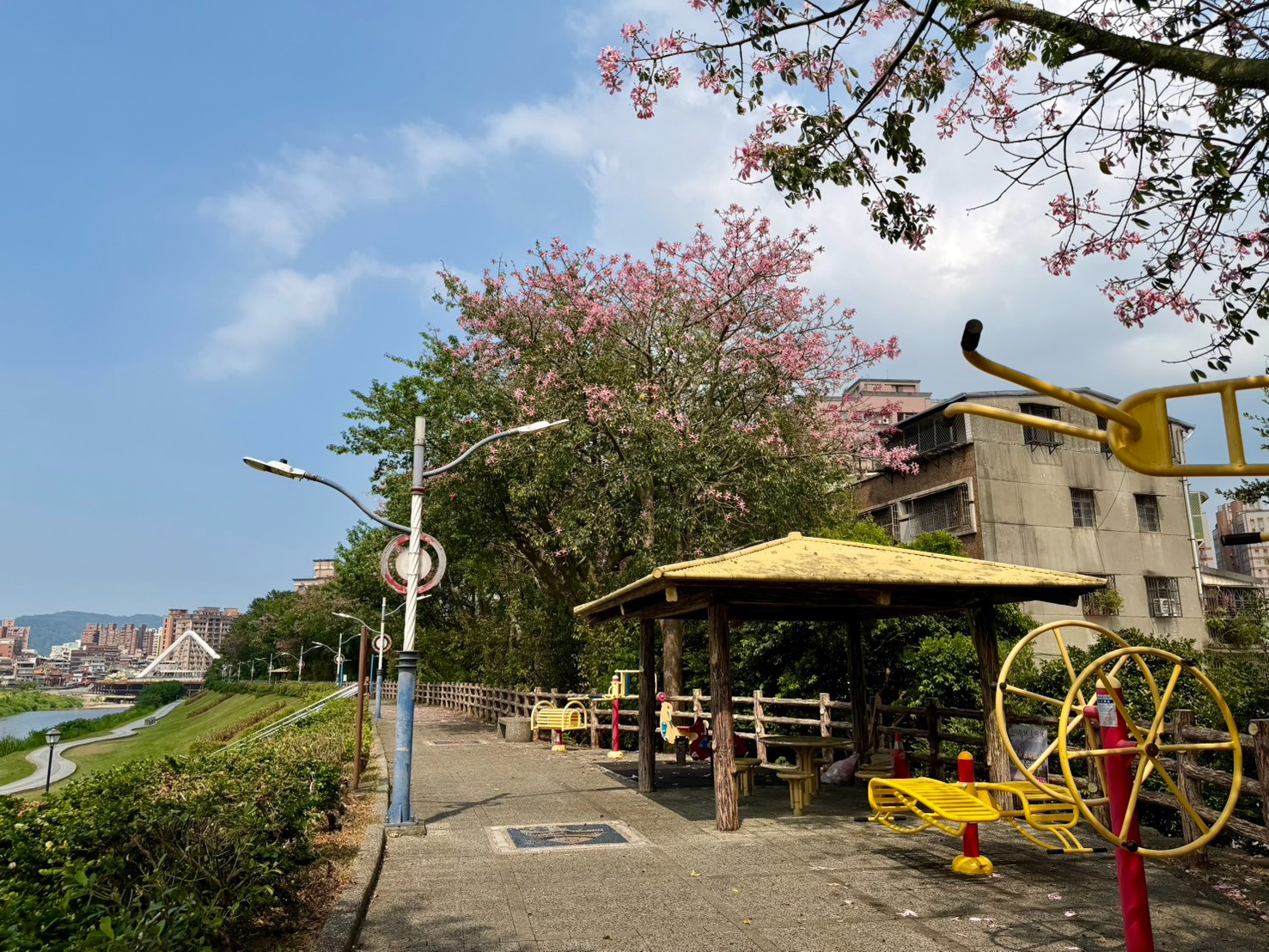 三峽河右岸堤防除了花季時是知名賞花景點，平常也是當地民眾散步運動的好去處