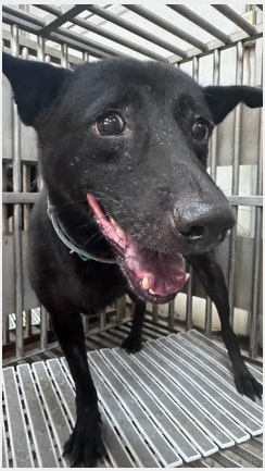 在動物之家等待飼主帶牠回家