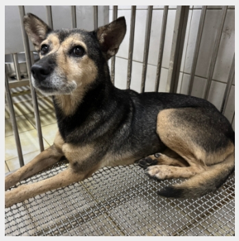  在動物之家等待飼主帶牠回家