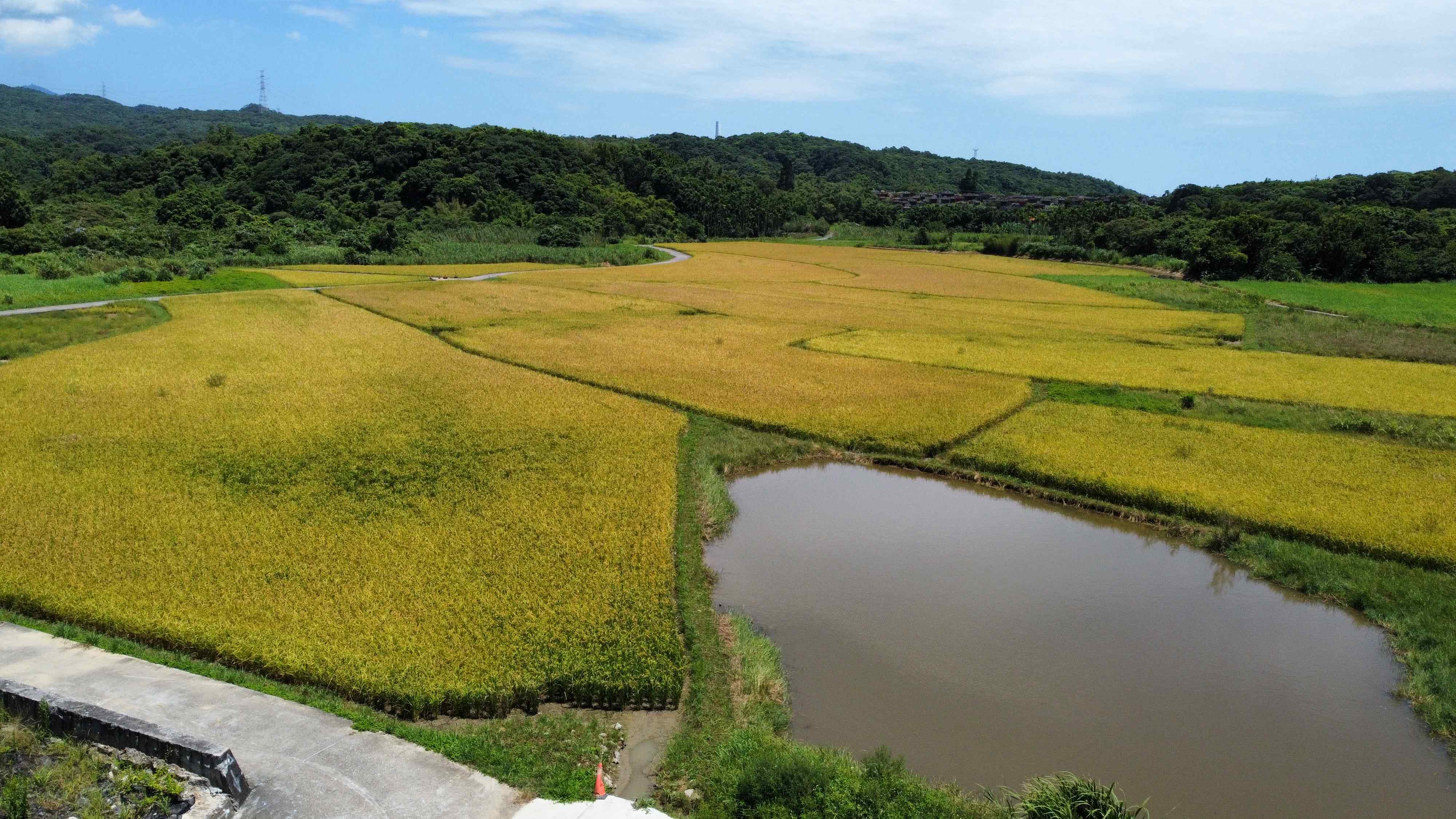 田寮洋具備水田、草澤、埤塘與森林交錯的複合式地景，生態資源極為豐富