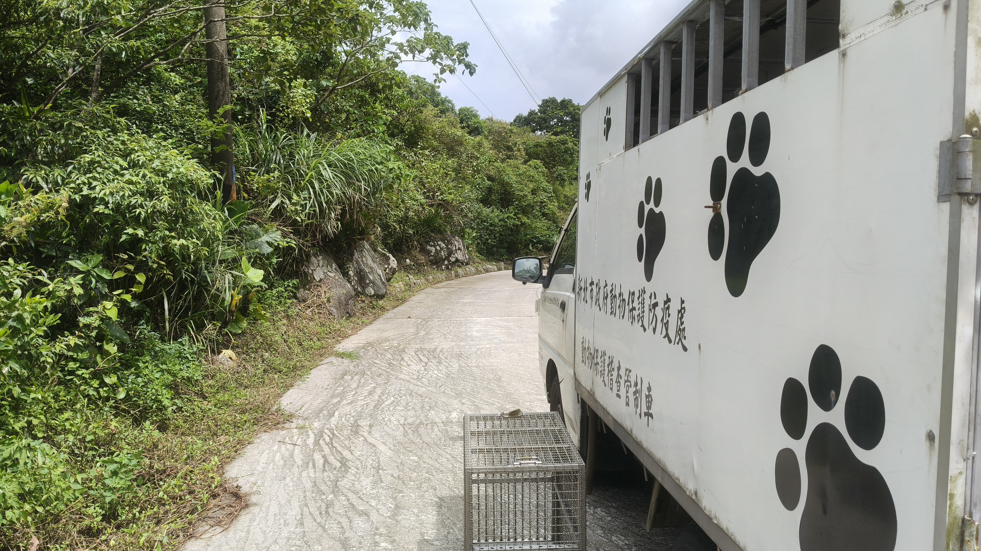 動保員將麝香貓帶回棲息地成功野放