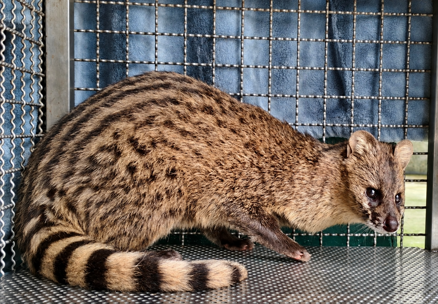 麝香貓皮毛獨特外觀十分美麗動人