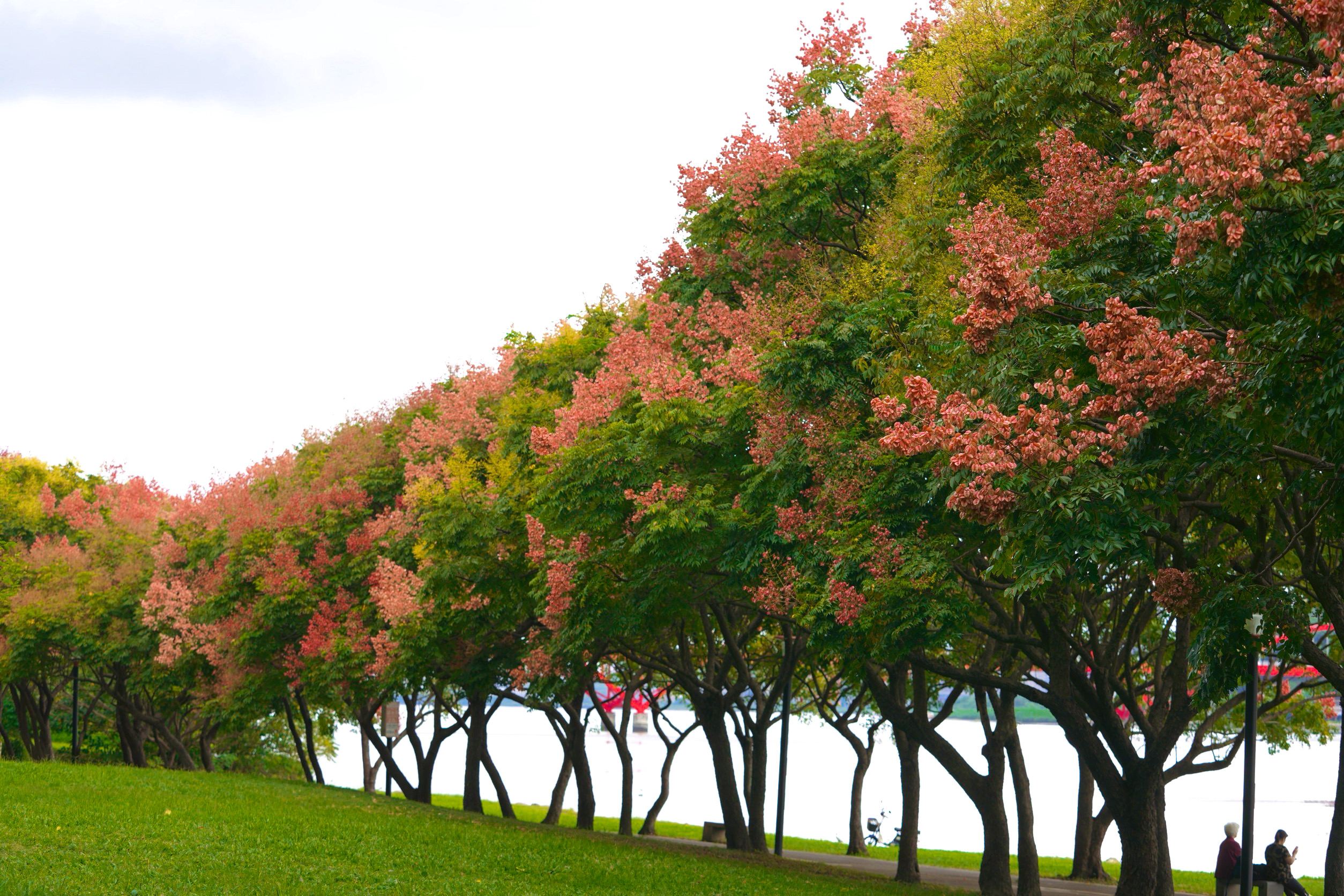  休憩聊天看河濱美景 欒樹下收藏友誼好時光(八里左岸公園)