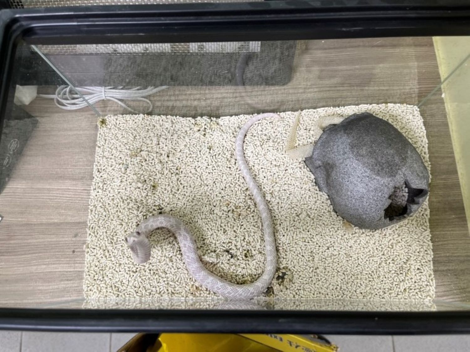 連籠被棄養的豬鼻蛇。