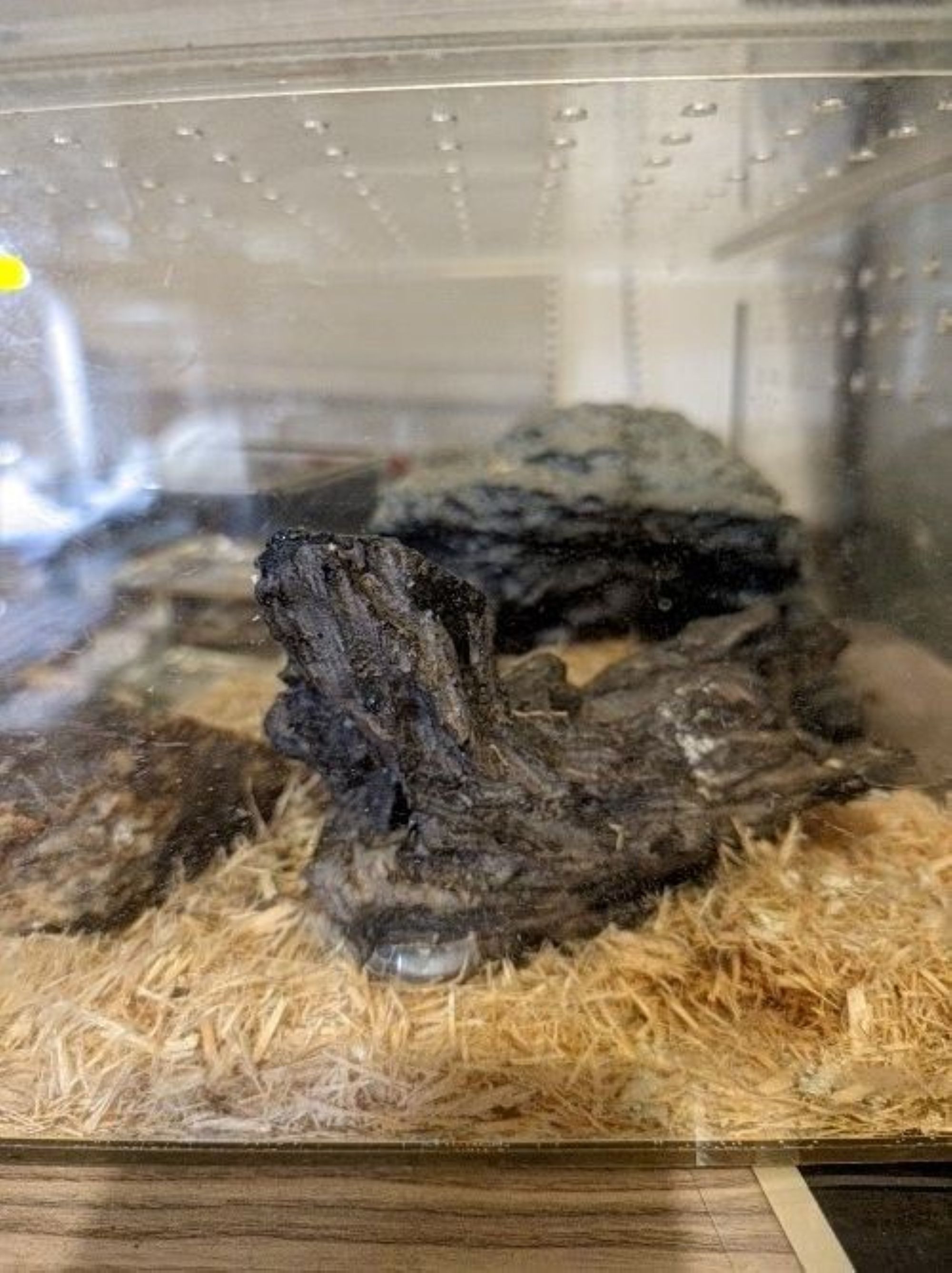 飼養箱內可放置樹枝等物品供蛇類活動。