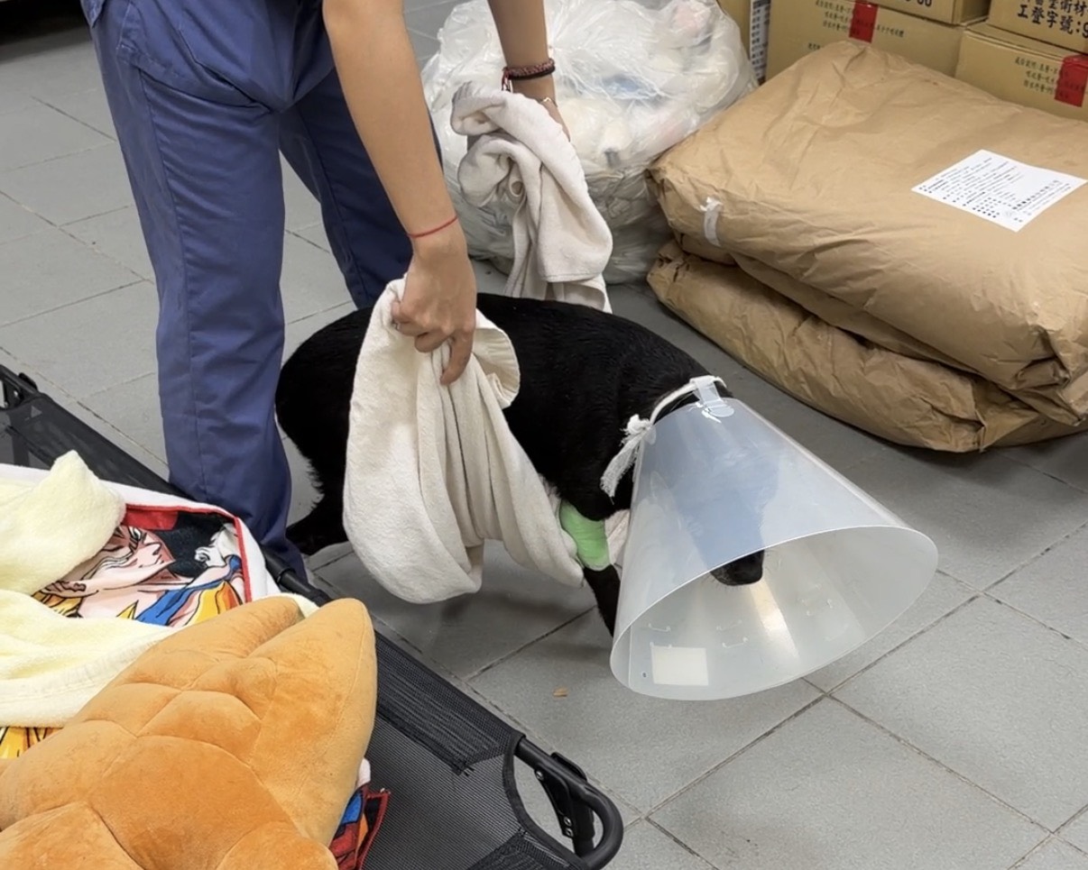 醫療人員協助黑狗站立復健