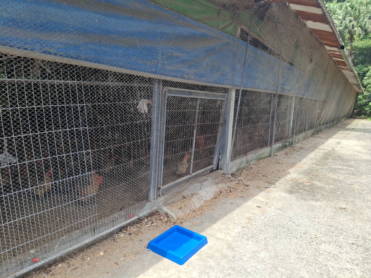 雞舍圍網避免野鳥入侵帶病毒
