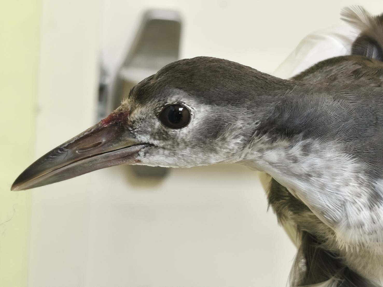 白腹秧雞為台灣常見秧雞科鳥類，棲息於沼澤、稻田、溪流與荷花池等濕地環境