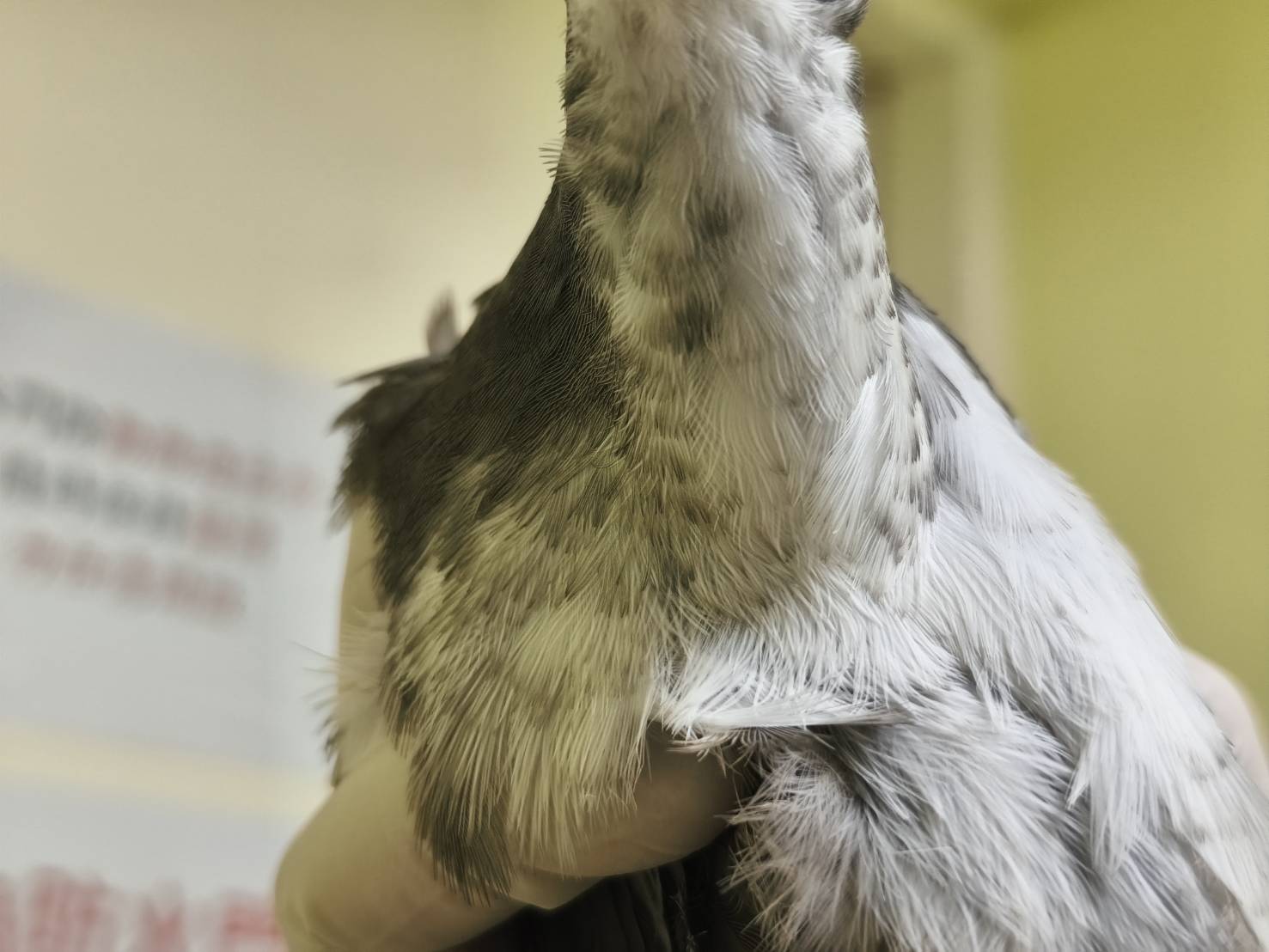 「過渡期」亞成鳥秧雞，臉部、頸部與腹部白色羽毛，還夾雜著許多不規則灰褐色斑塊
