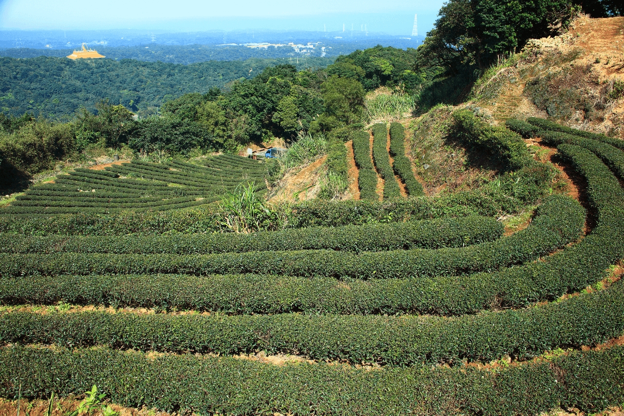茶山步道健行 (4)