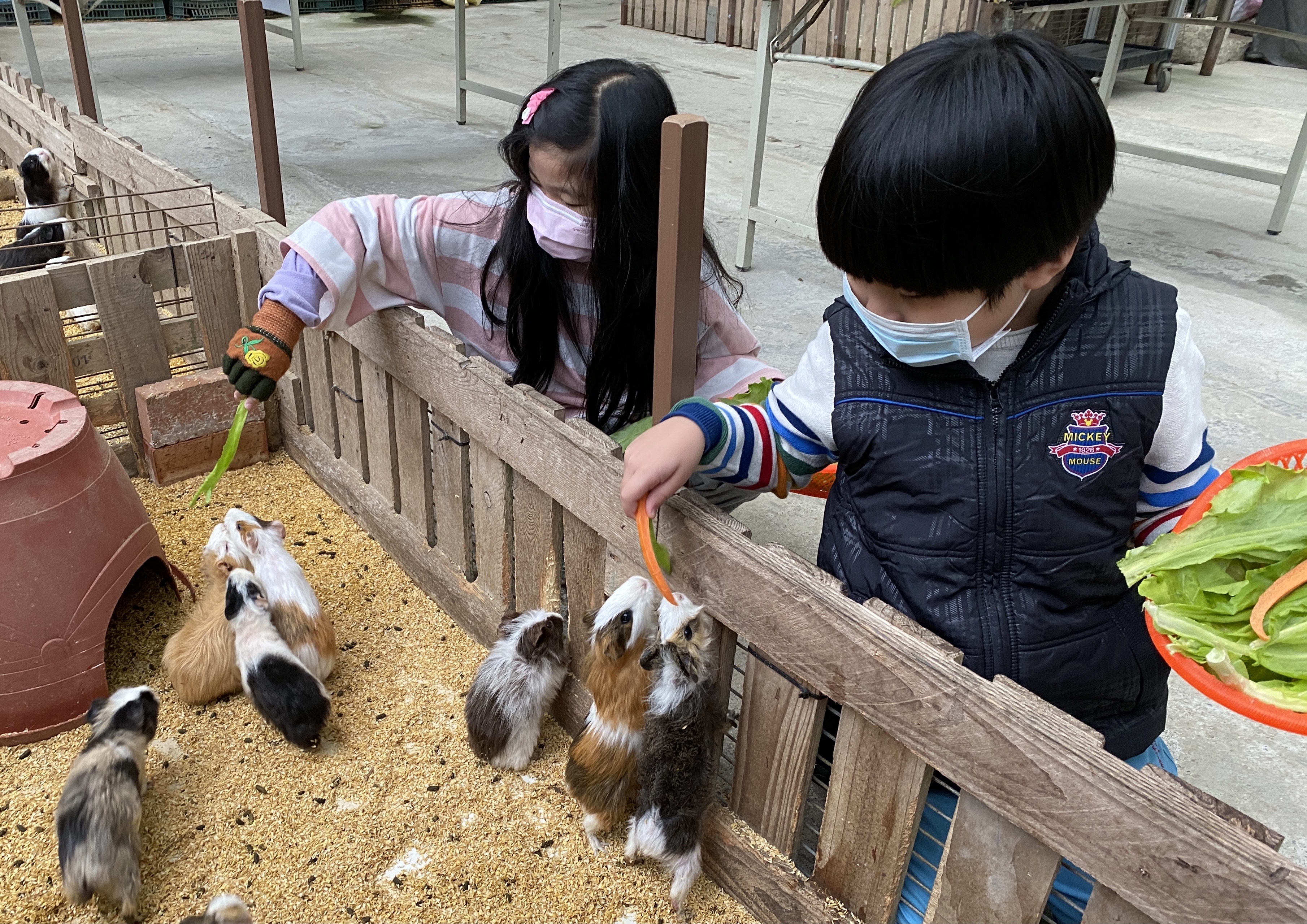 推薦到五股環保藝術公園欣賞耶誕燈景之前，白天可先到準休閒農場遊憩，感受不同面向的在地魅力