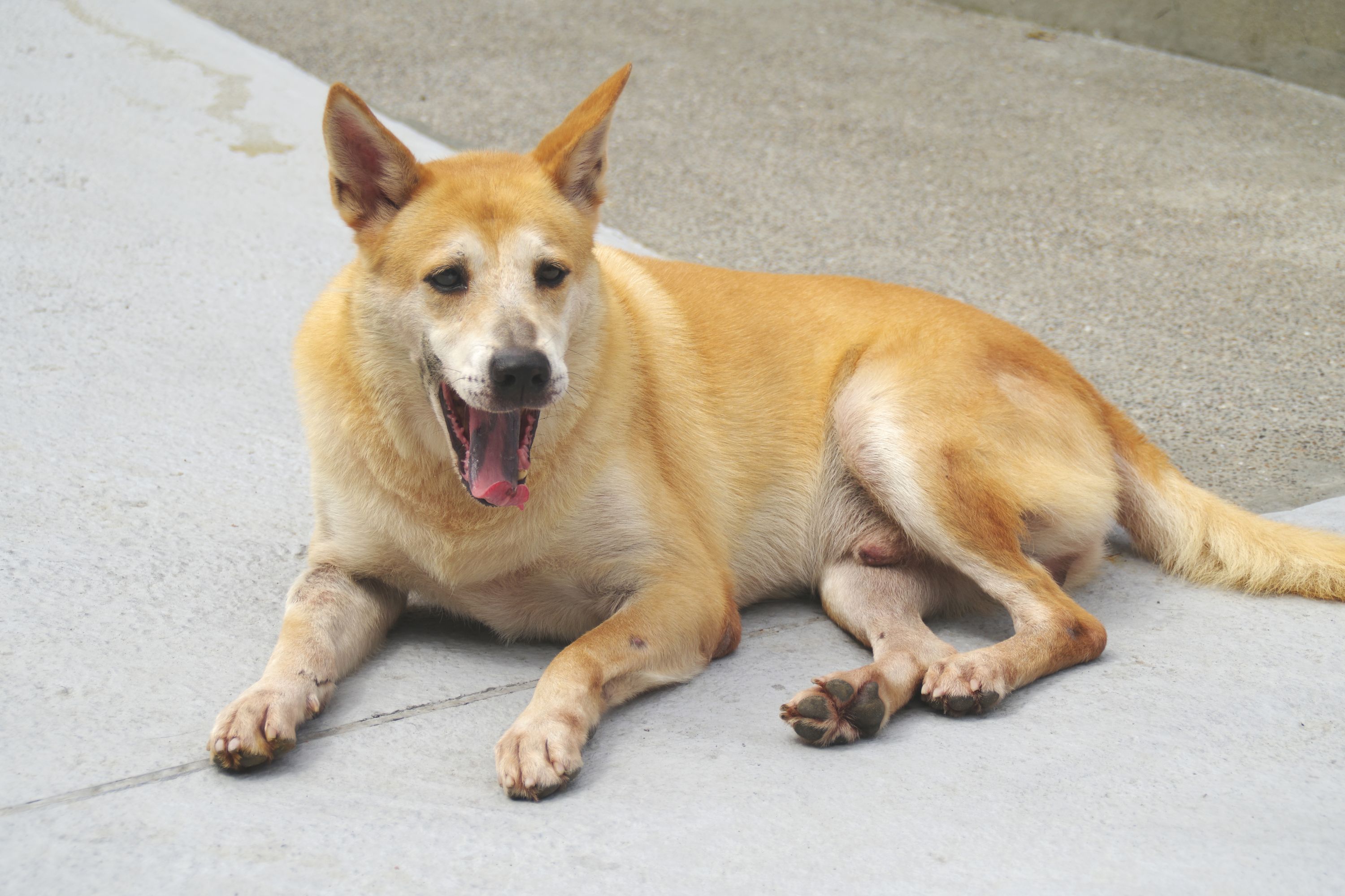  中和動物之家收容犬「豆豆」是一隻個性親人、溫和的犬隻