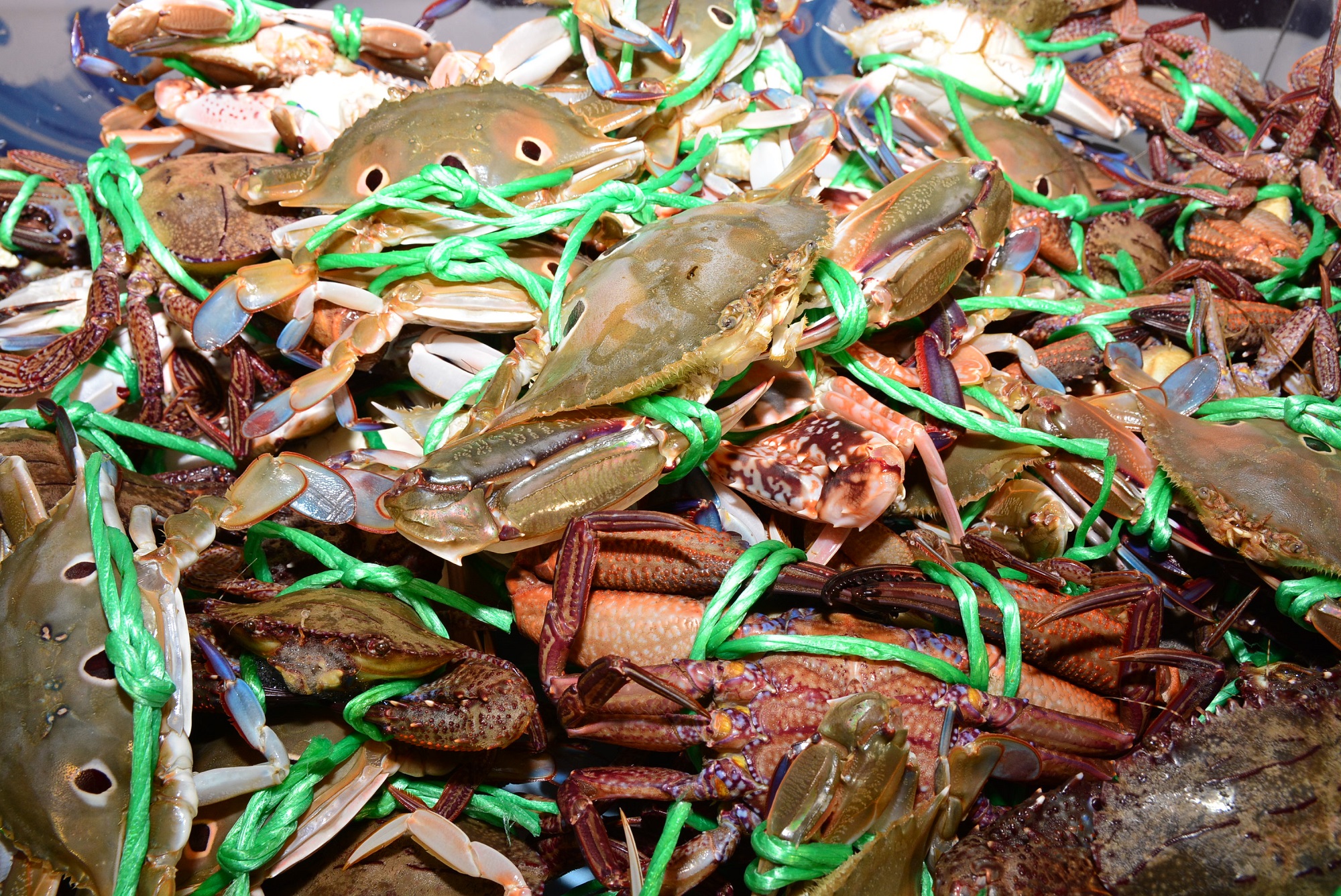 生鮮的嚴選萬里蟹，等待徵煮熟後就可以冷凍保存