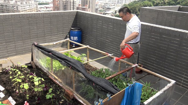 泰山區稙村秀社區屋頂農場讓住戶體驗種植無毒蔬果的樂趣