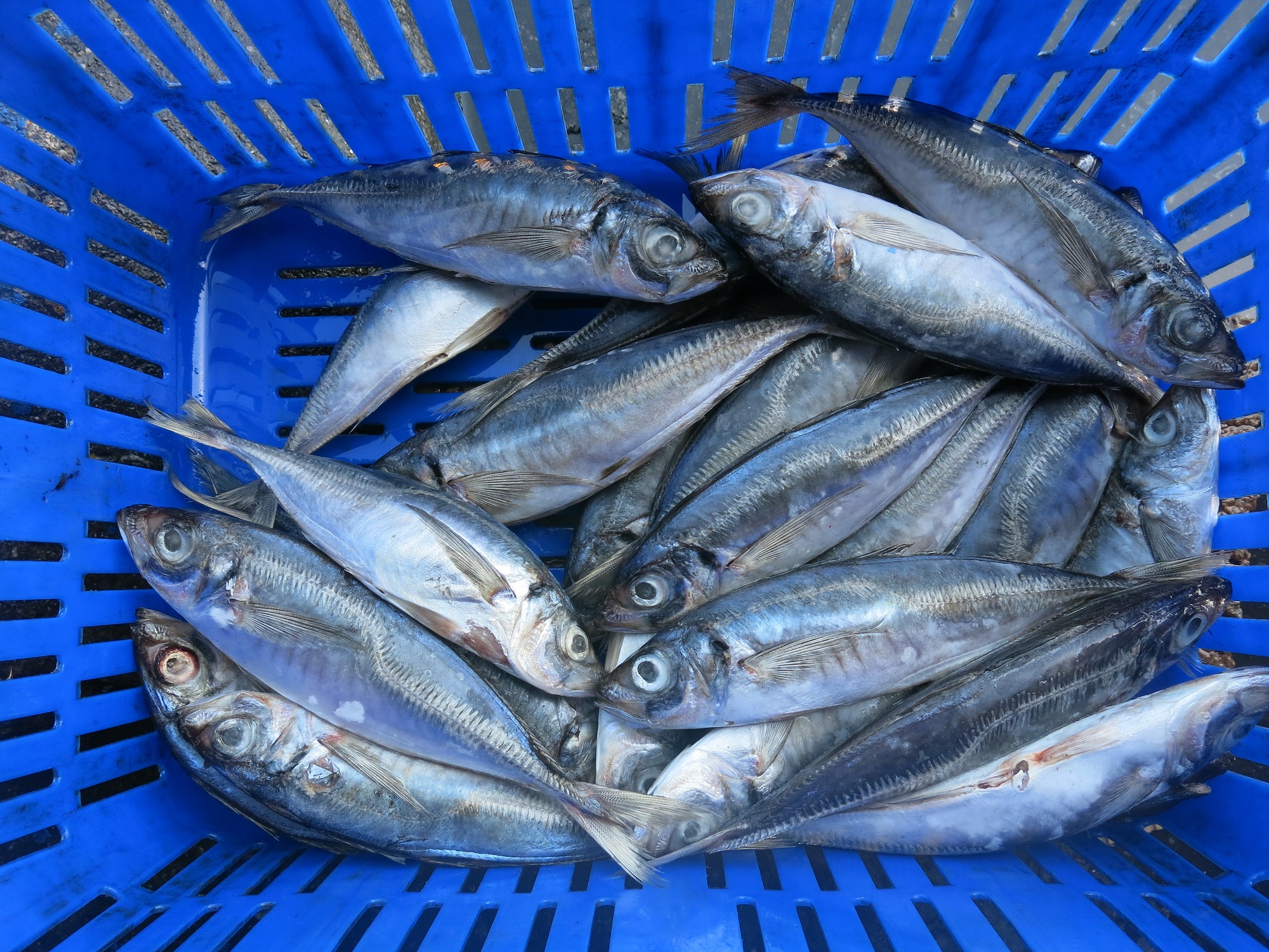 新北市東北角海域的漁民常以一支釣或扒網漁獲竹筴魚