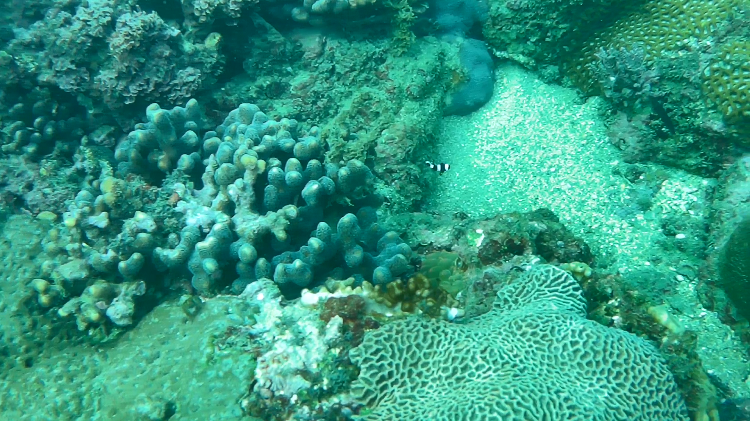 海域珊瑚礁