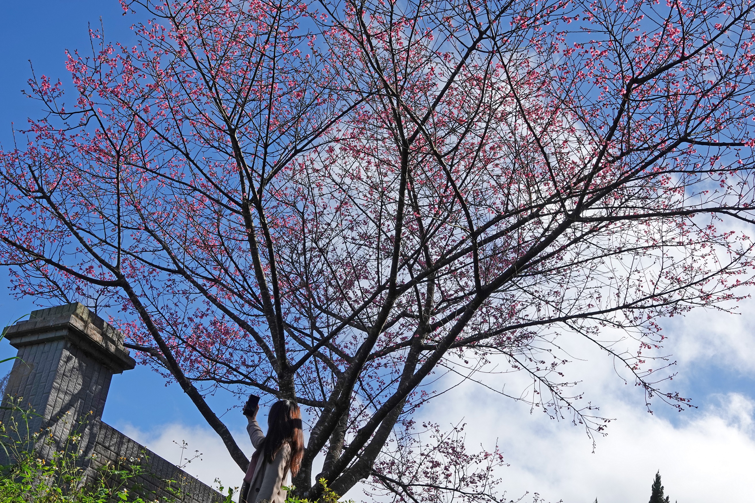 坪林第一株綻放櫻花吸引遊客拍照
