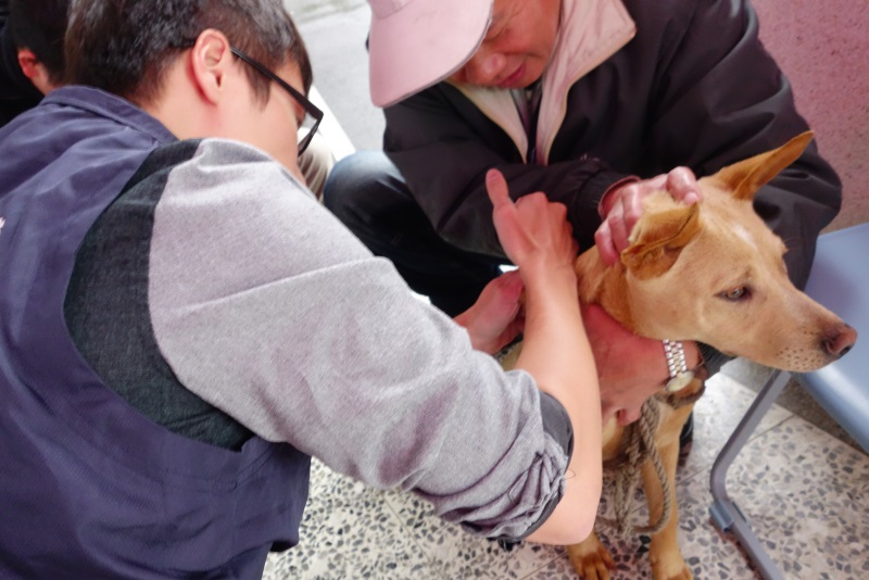 偏鄉狂犬病疫苗巡迴活動，獸醫師正在為犬隻注射疫苗