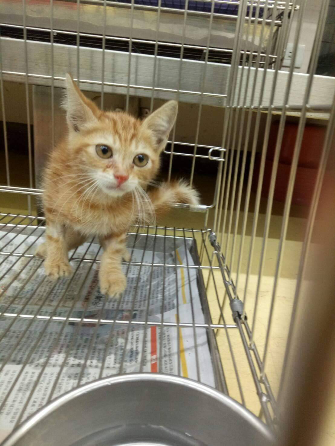 小橘貓經過醫療在動物之家等待認養