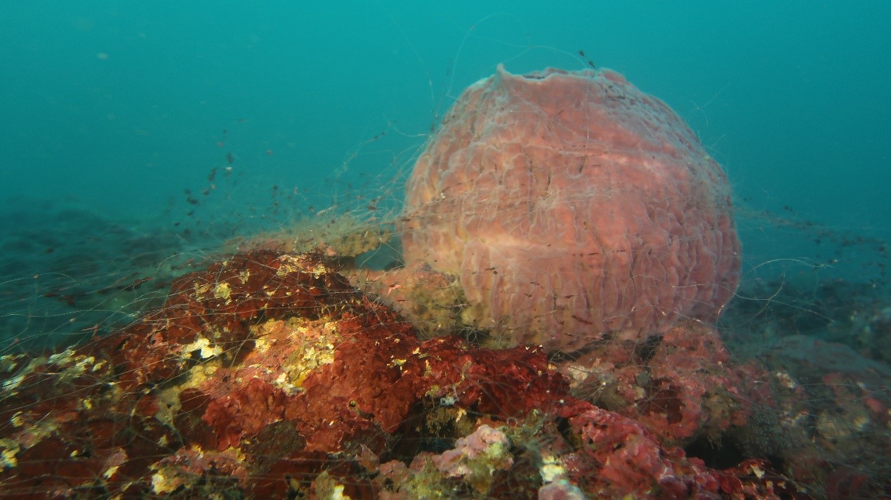 海底覆網危害生態