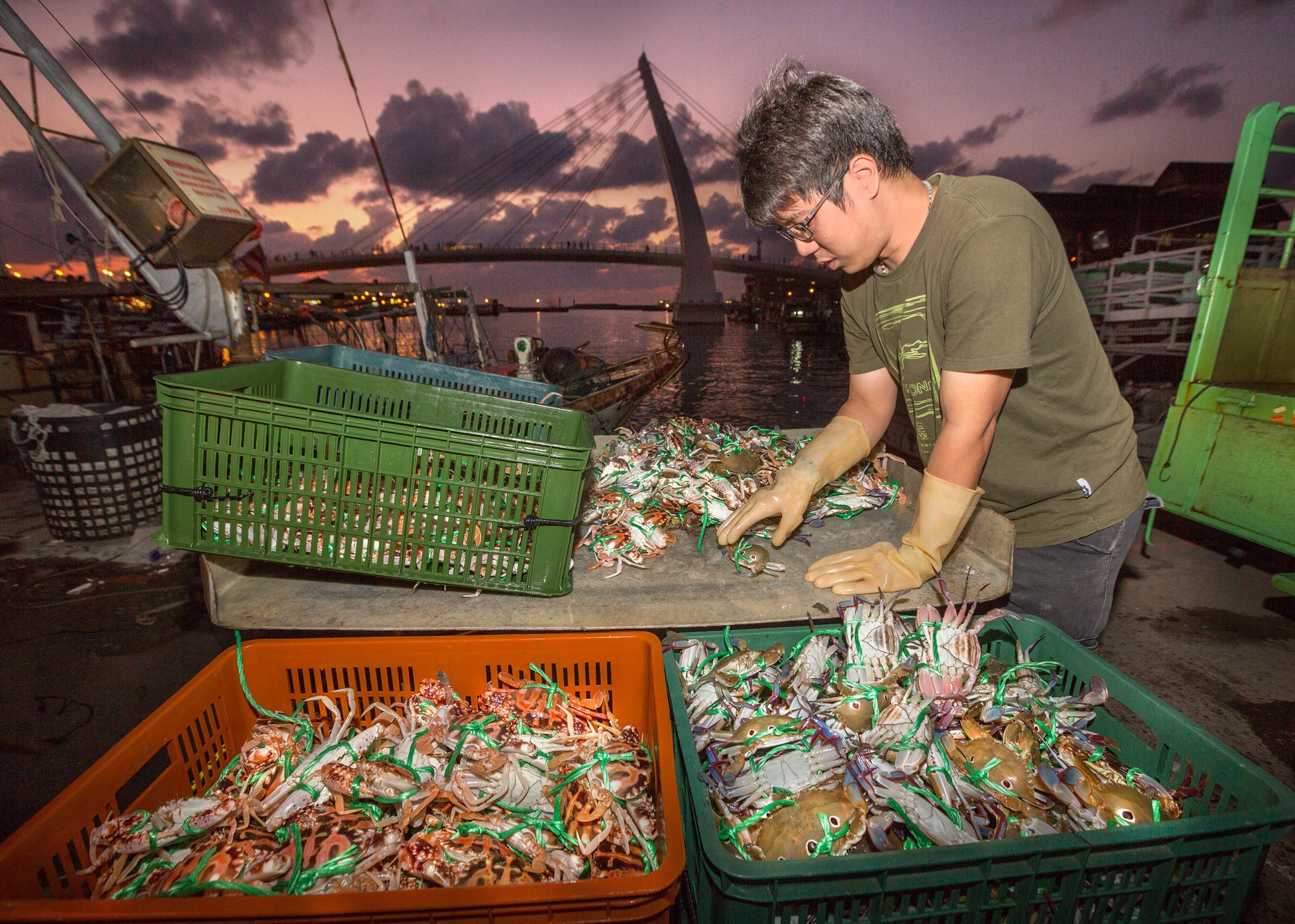 夜燈初上，捕蟹漁船剛進港，需要馬上分級處理，交由盤商銷售，圖中漁民帶著手套為萬里蟹分類（花蟹及三點蟹）