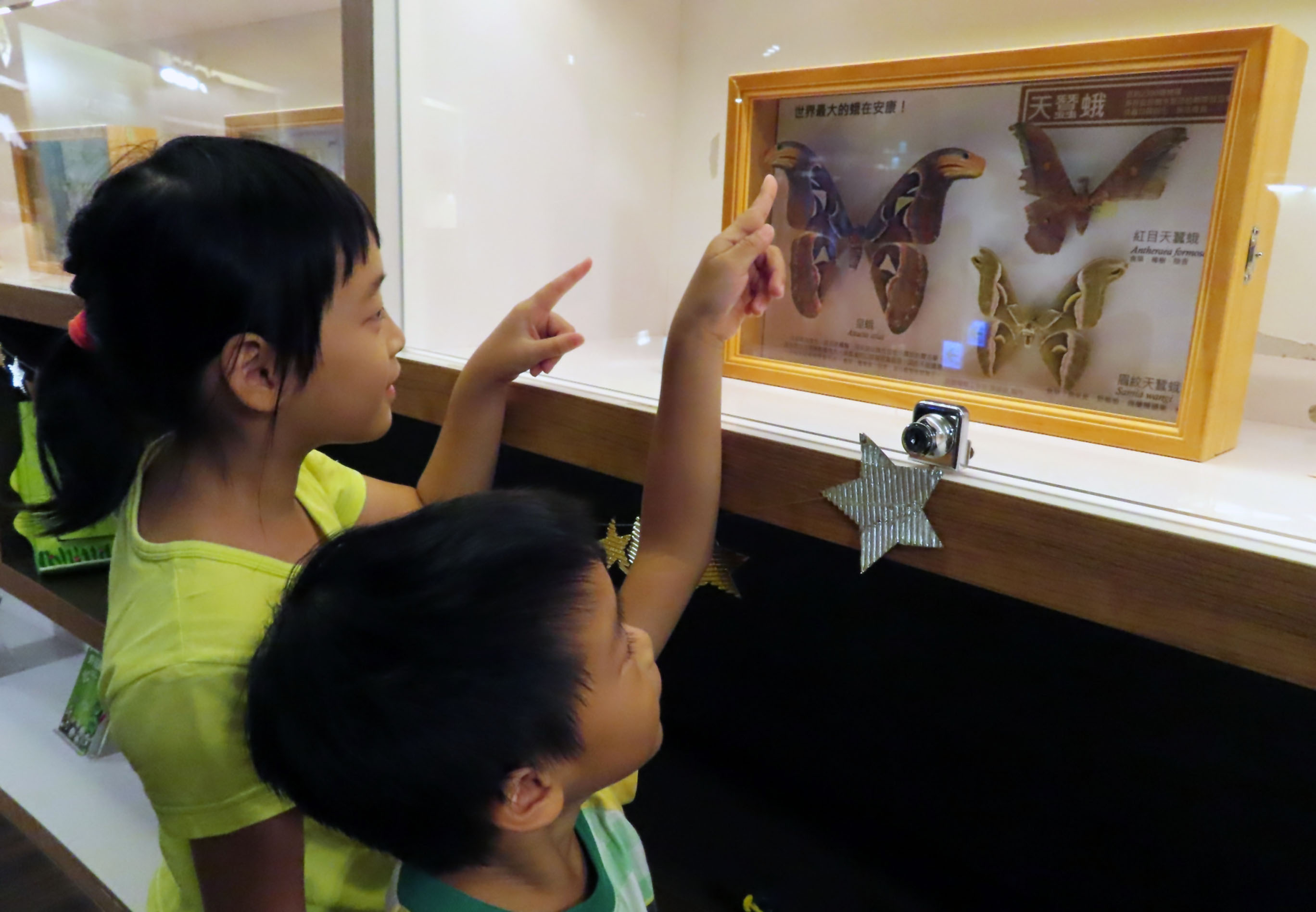 新店青少年圖書館與安康高中合作推出「安康蛾蝶之美」展覽，展出全世界最大的蛾類標本「皇蛾」，邀大家連假與蝴蝶來場美麗的約會