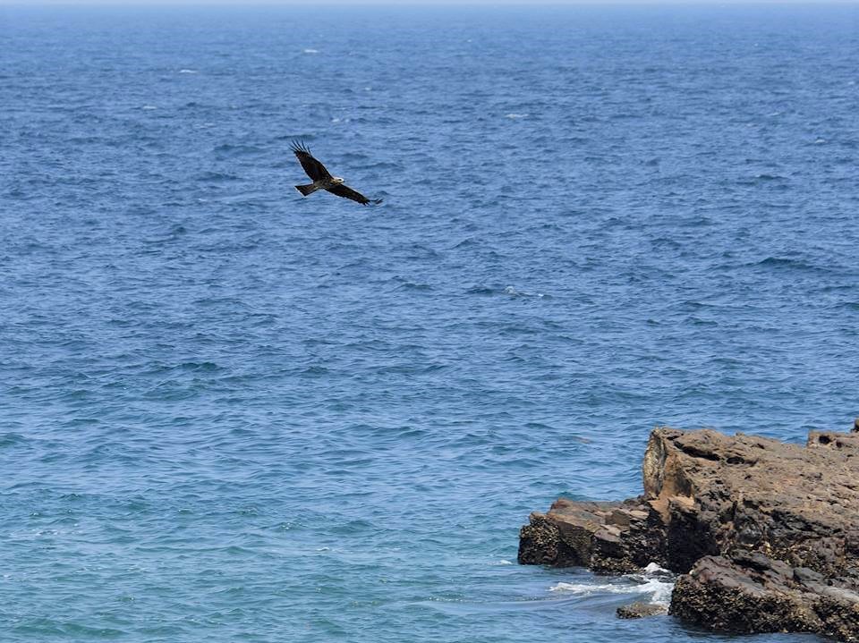 北海岸常見黑鳶翱翔