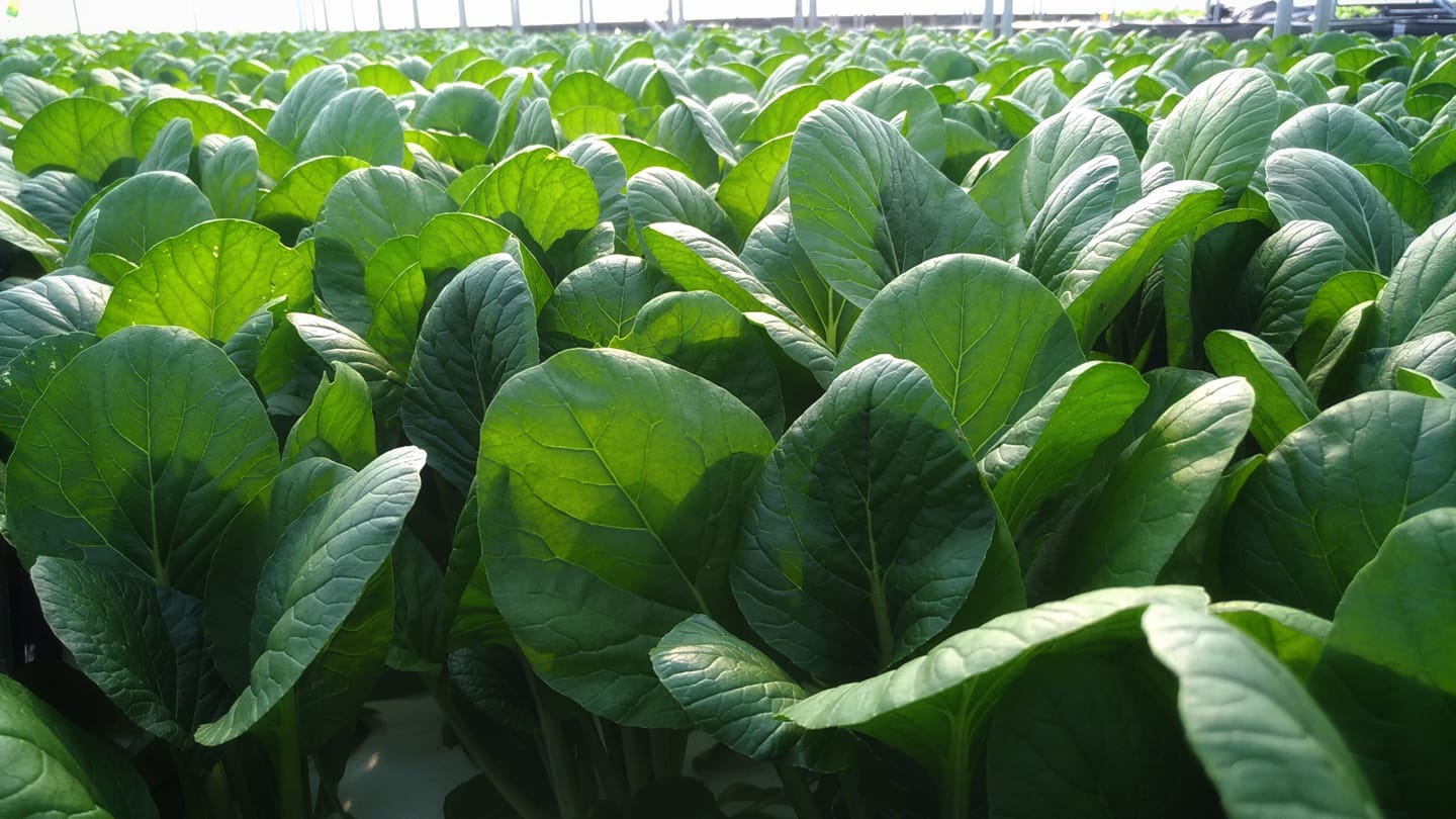 水耕蔬菜產業聚落創造特色農產業，預計導入智慧化農場管理機制