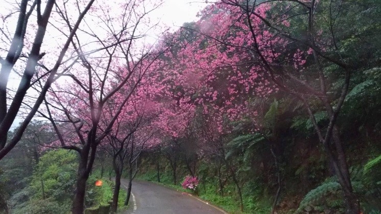 三芝青山路櫻花繁花盛開，美的不勝玫舉