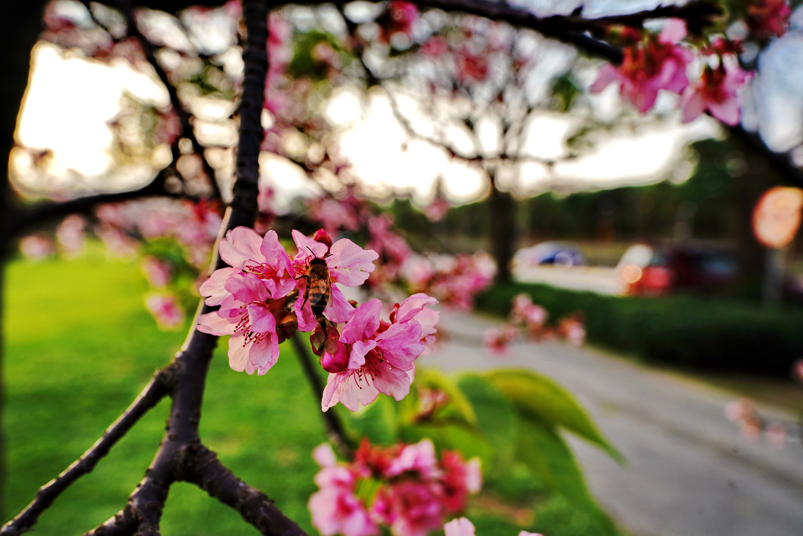 趁著粉櫻盛放之時，和親朋好友一起來趟河濱單車之旅，一同欣賞浪漫粉嫩河津櫻花的綻放美景
