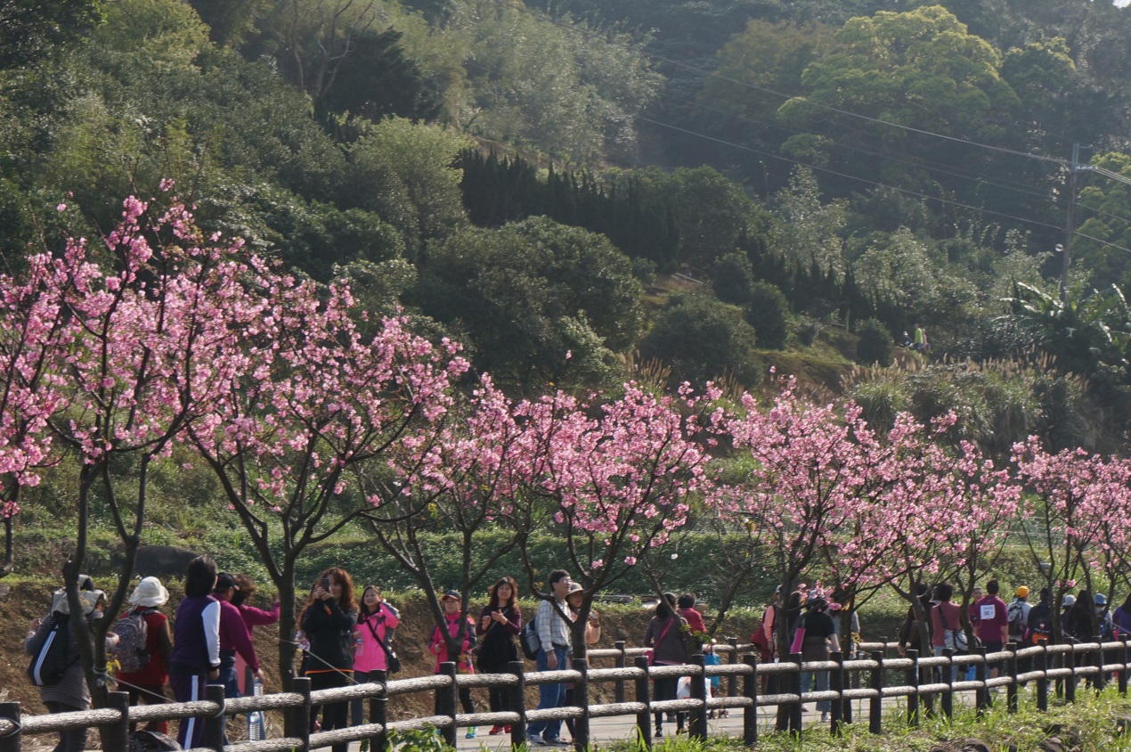 三芝三生步道目前正是春遊賞櫻好時節。