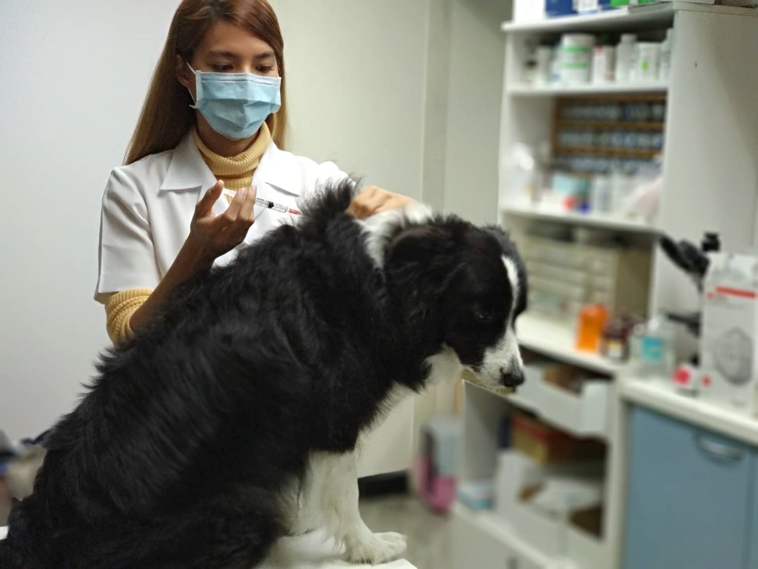 毛品樺獸醫為犬隻施打疫苗