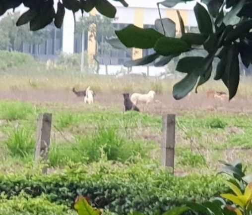 閒置土地產生浪犬聚集