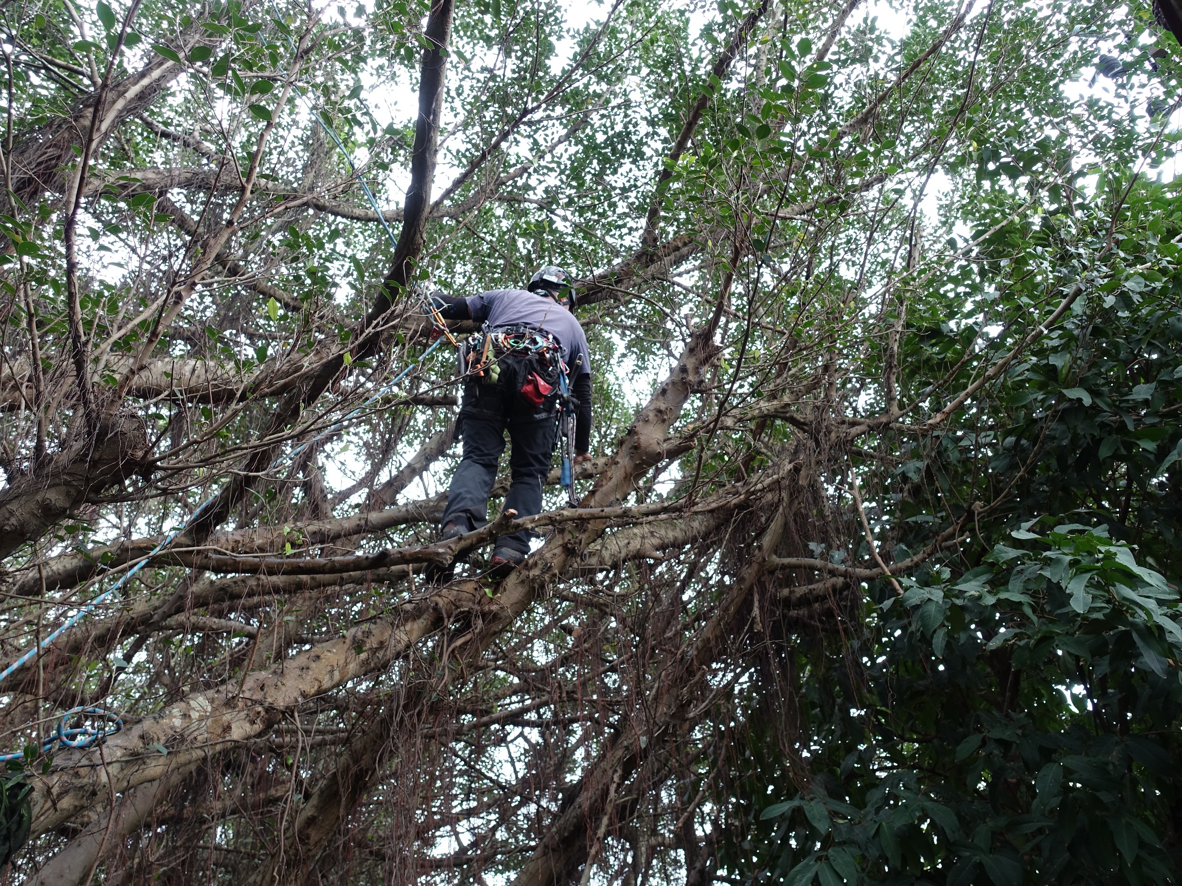 因榕樹冠茂密，聘請具ISA國際認證的攀樹師修剪