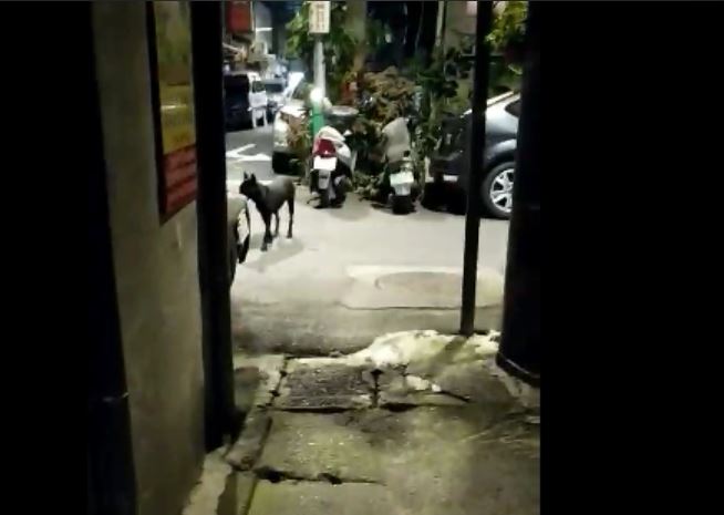 影片中可看到狗疏縱於道路