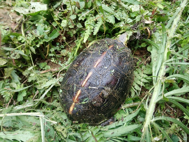 草叢中發現食蛇龜