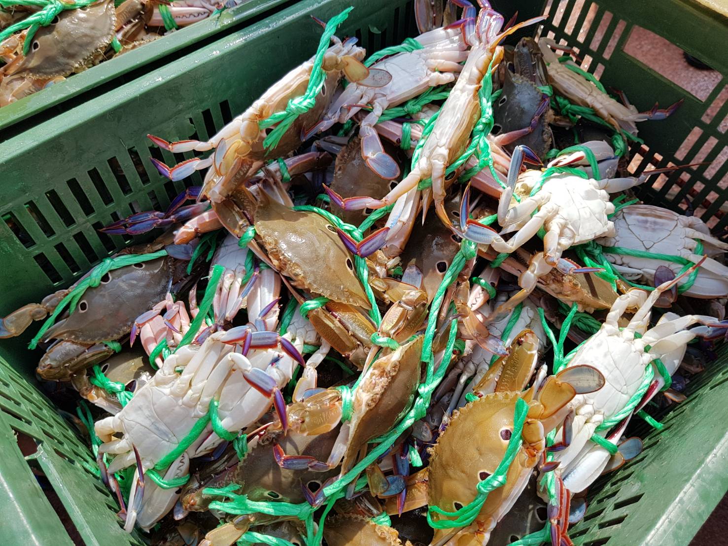 圖一：蟳蟹類重要繁殖期將至，新北市政府農業局呼籲漁民遵守每年8月16日至11月15日禁止捕捉抱卵母蟹之規定。