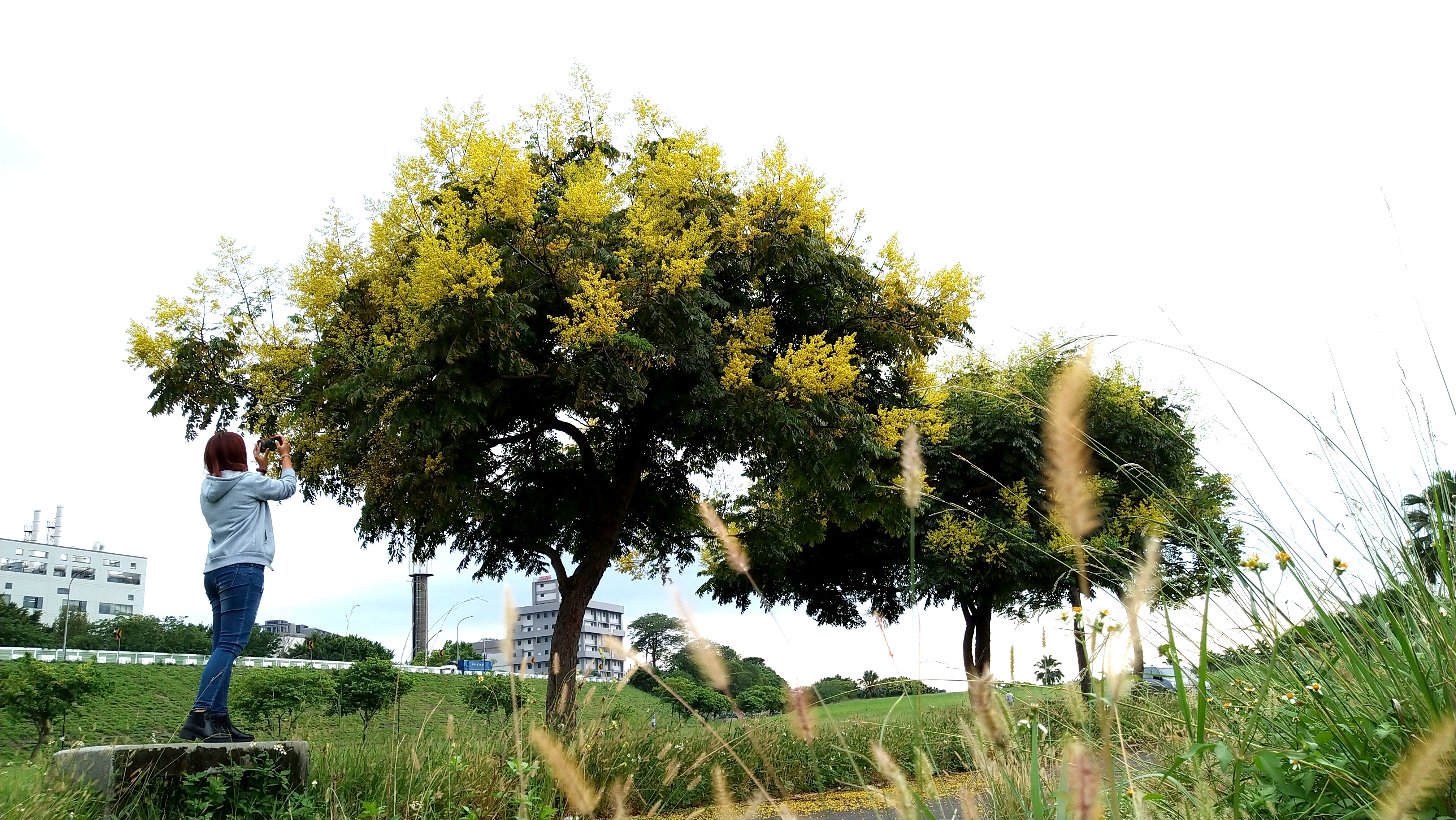 台灣金雨樹