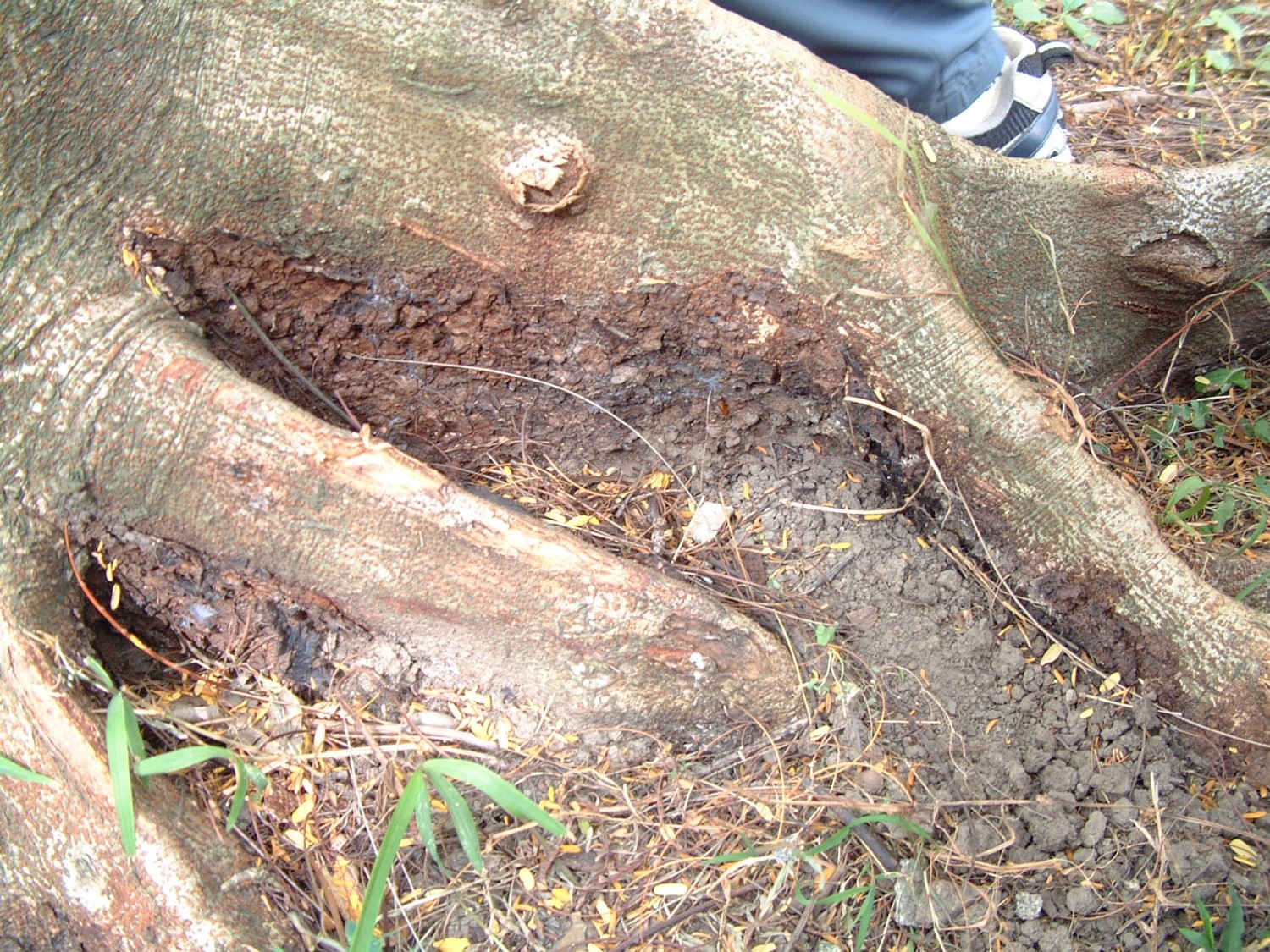 染病樹木莖基部或根部，常被覆黃色至深棕褐色之菌絲面