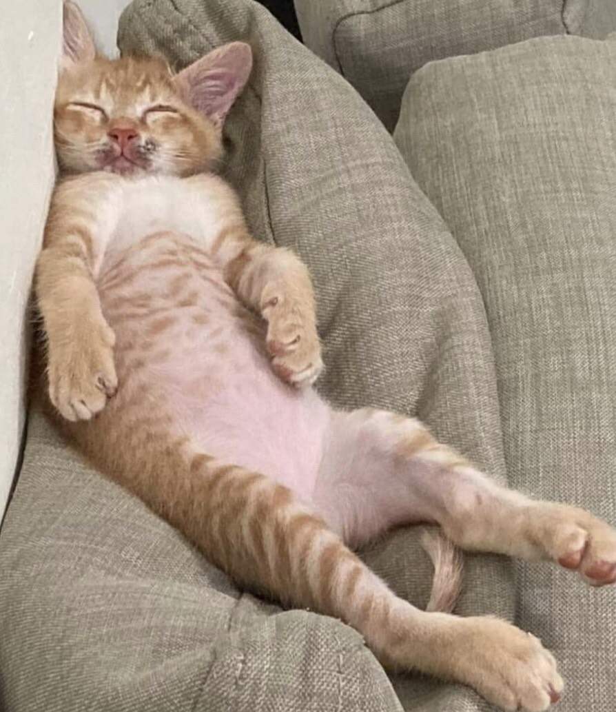 小橘貓睡得超邋遢
