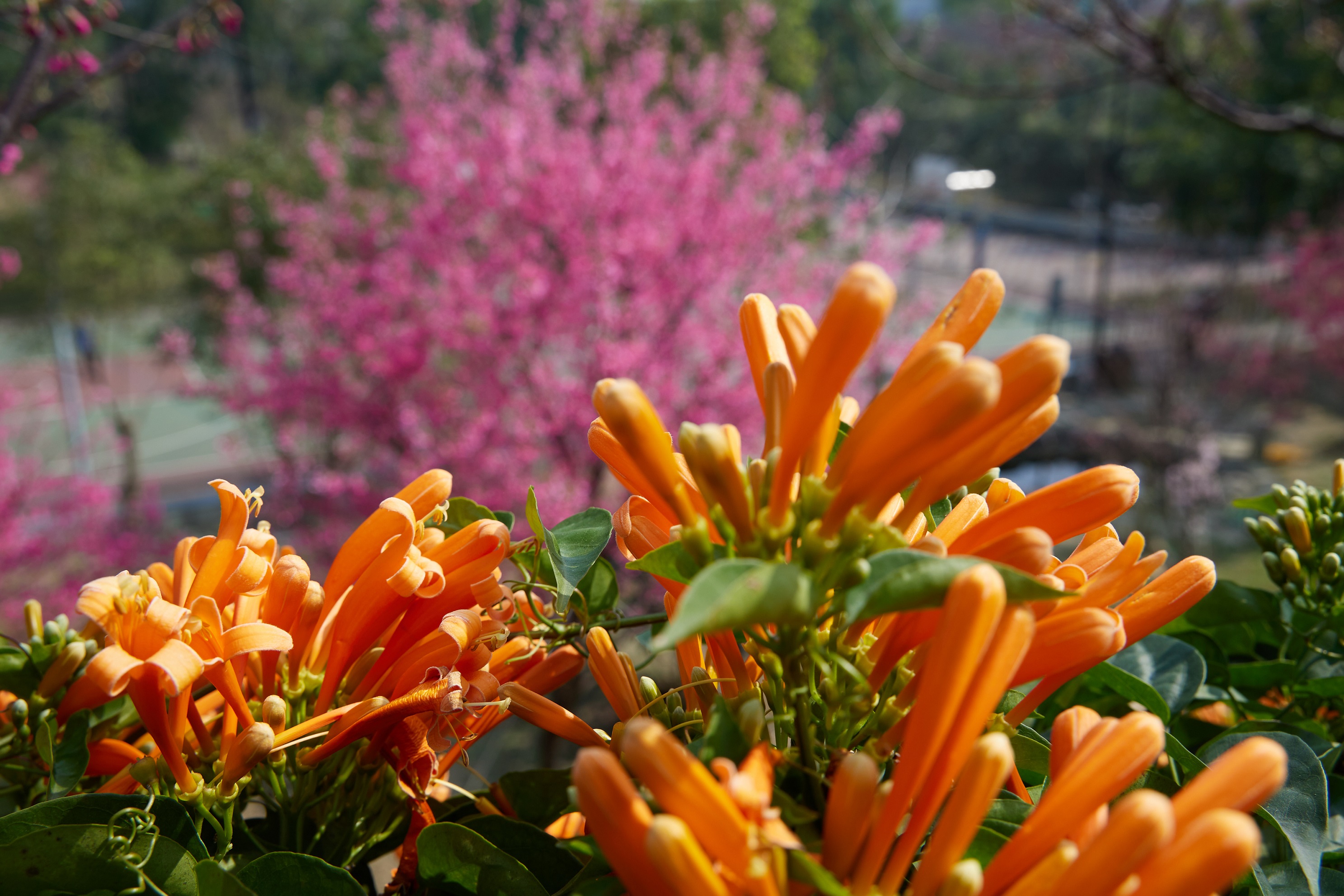 炮仗花與櫻花相互映襯是永吉公園春天最美的繽紛景色