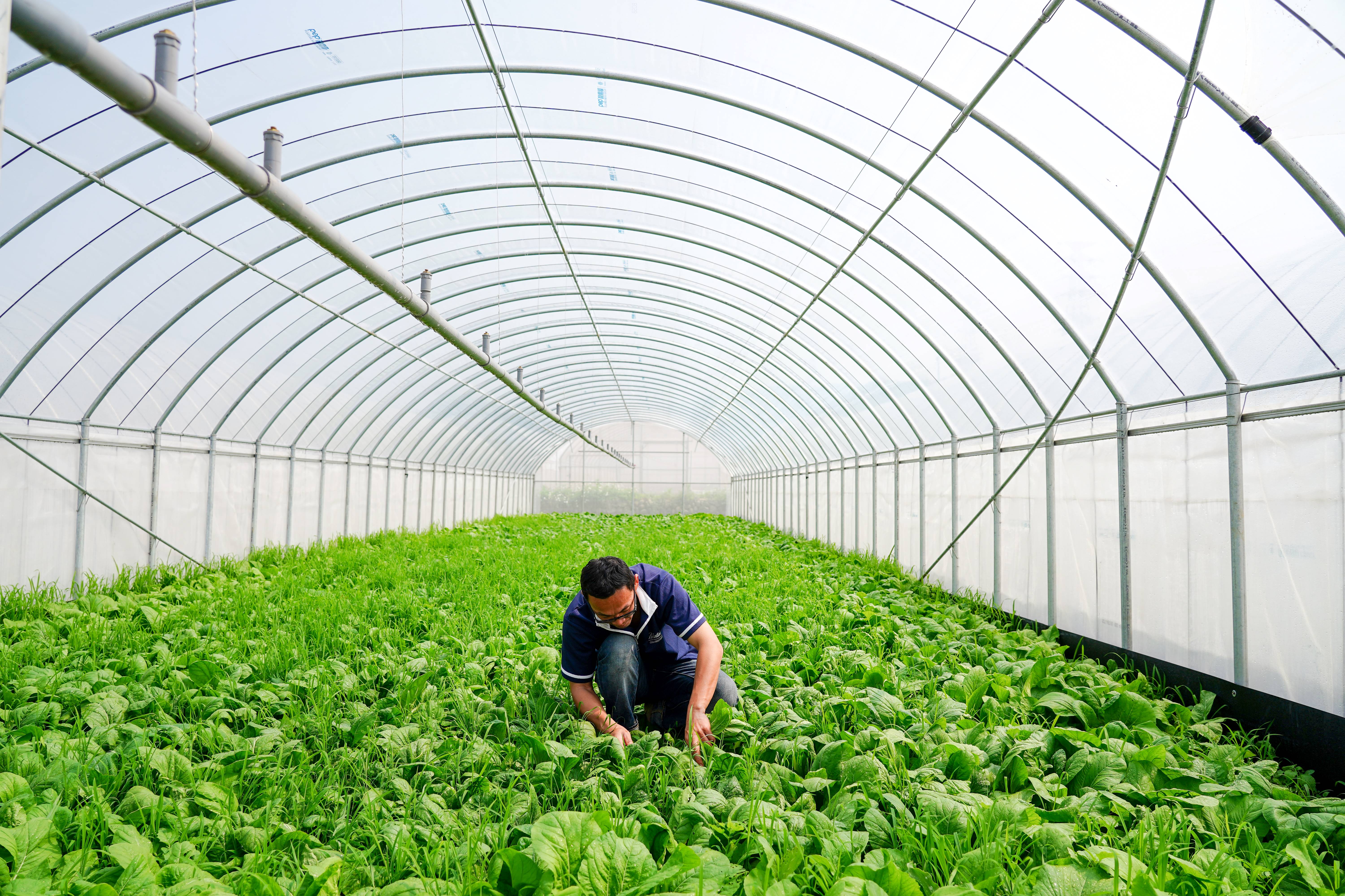 周好小農場有機種植,蔬菜與草自然共存