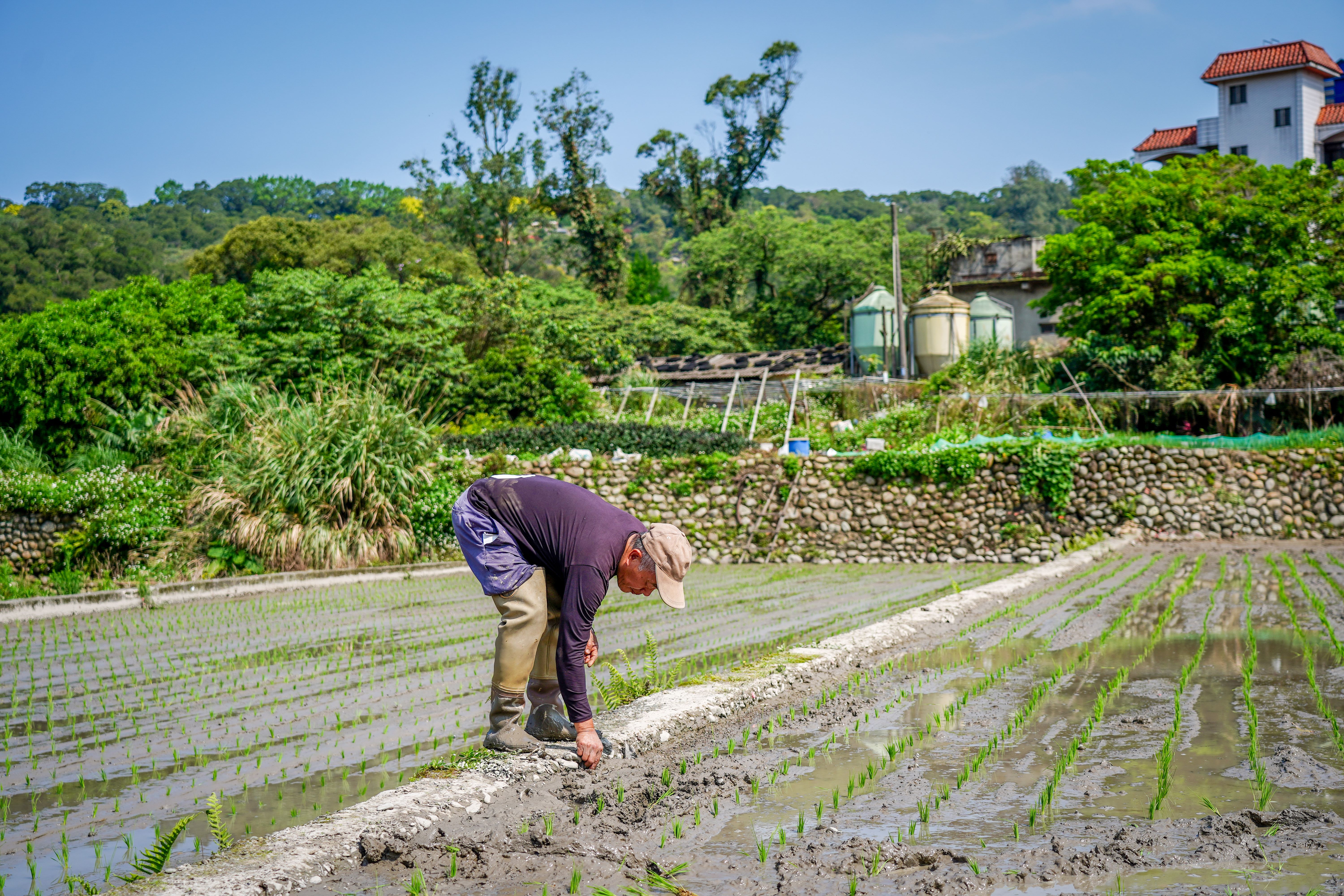詩進農場栽培有機米,親手撿除福壽螺