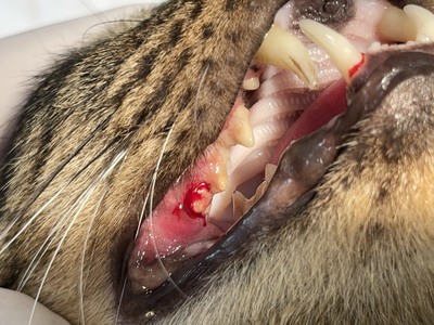 圖一：貓慢性牙齦炎口炎讓貓咪嘴巴痛痛食慾不佳難以進食
